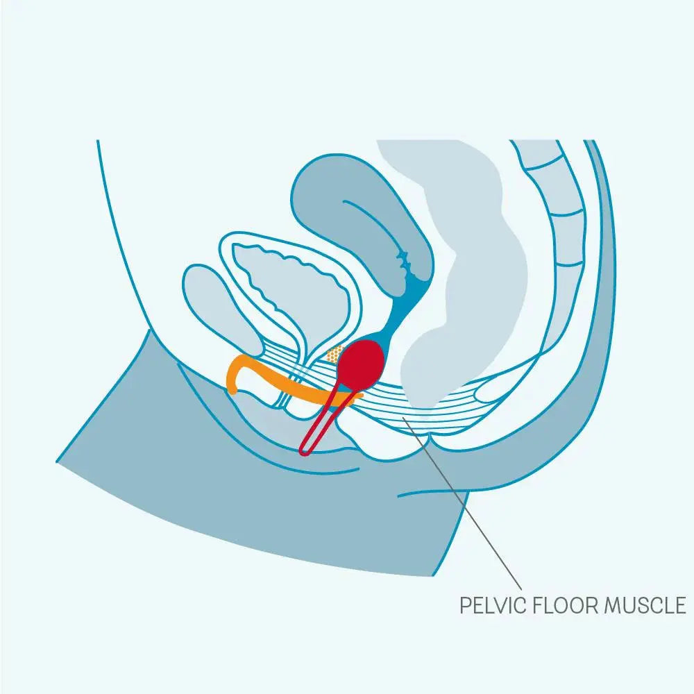 SMARTBALL UNO Kegel Exercise Pelvic Floor Stronger Orgasm Stop Bladder Leaks  Kegel Exercise